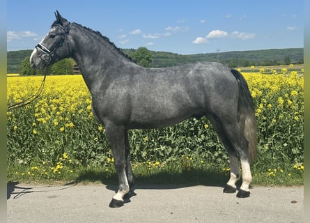 Schweres Warmblut, Wallach, 3 Jahre, 166 cm, Apfelschimmel