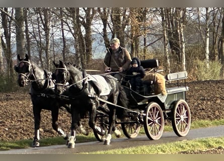 Schweres Warmblut, Wallach, 3 Jahre, 166 cm, Rappe