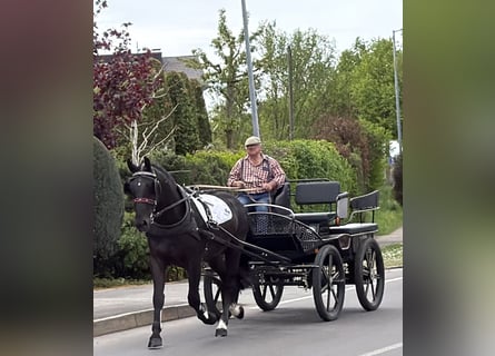 Schweres Warmblut, Wallach, 3 Jahre, 166 cm, Rappe