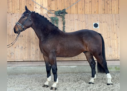 Schweres Warmblut, Wallach, 3 Jahre, 167 cm, Brauner