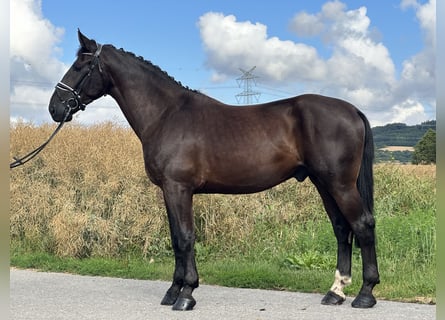 Schweres Warmblut, Wallach, 3 Jahre, 167 cm, Rappe