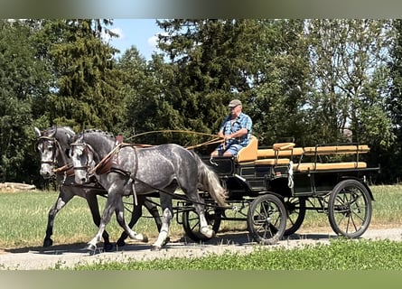 Schweres Warmblut, Wallach, 3 Jahre, 168 cm, Apfelschimmel