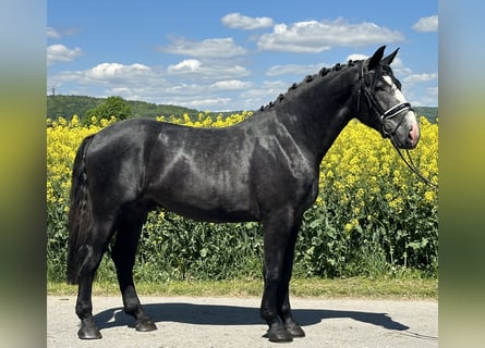 Schweres Warmblut, Wallach, 3 Jahre, 168 cm, Rappschimmel
