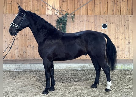 Schweres Warmblut, Wallach, 3 Jahre, 170 cm, Rappe