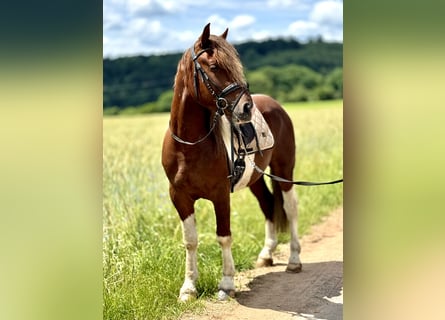 Schweres Warmblut, Wallach, 4 Jahre, 155 cm, Schecke