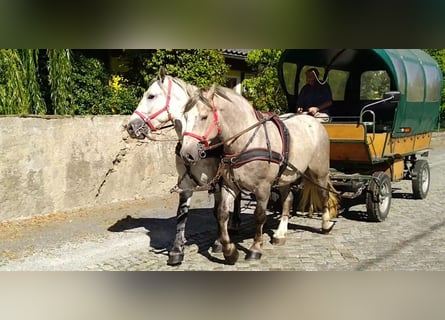 Schweres Warmblut, Wallach, 4 Jahre, 157 cm, Schimmel
