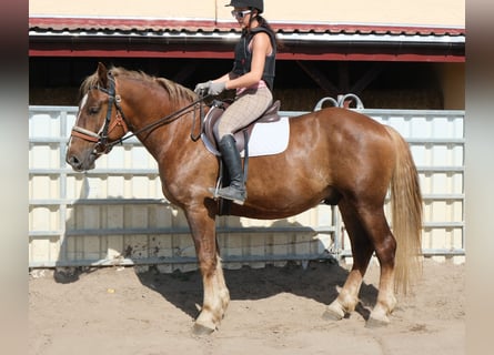 Schweres Warmblut Mix, Wallach, 4 Jahre, 163 cm, Dunkelfuchs