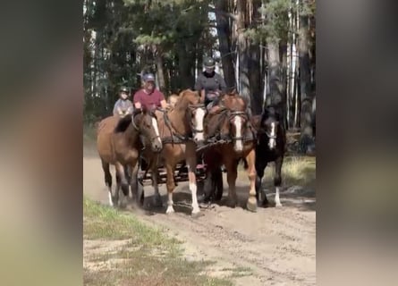 Schweres Warmblut, Wallach, 4 Jahre, 163 cm, Fuchs
