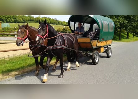 Schweres Warmblut, Wallach, 4 Jahre, 164 cm, Rappe