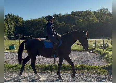 Schweres Warmblut, Wallach, 4 Jahre, 164 cm, Rappe