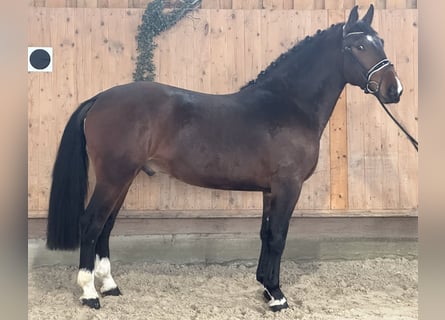 Schweres Warmblut, Wallach, 4 Jahre, 165 cm, Brauner