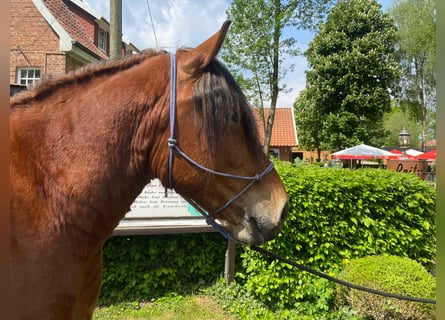 Schweres Warmblut, Wallach, 4 Jahre, 165 cm, Brauner