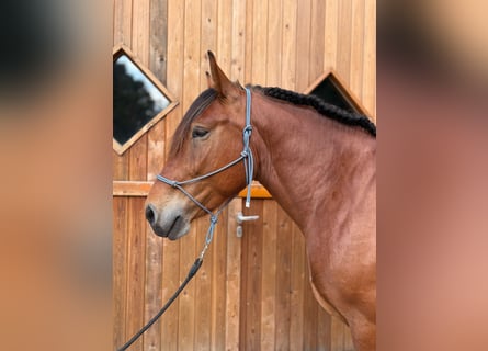 Schweres Warmblut, Wallach, 4 Jahre, 165 cm, Brauner