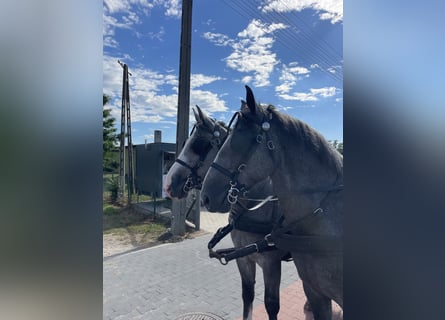 Schweres Warmblut, Wallach, 4 Jahre, 165 cm