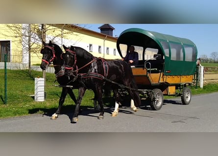 Schweres Warmblut, Wallach, 4 Jahre, 166 cm, Rappe