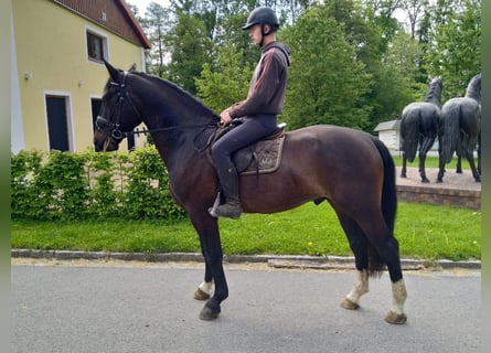 Schweres Warmblut, Wallach, 4 Jahre, 166 cm, Schwarzbrauner