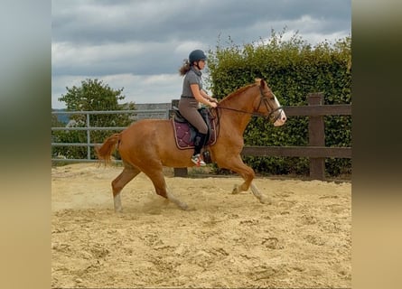 Schweres Warmblut, Wallach, 4 Jahre, 168 cm, Fuchs