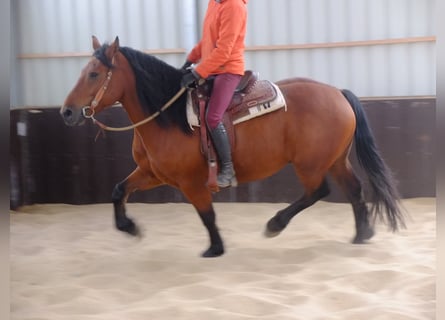 Schweres Warmblut Mix, Wallach, 5 Jahre, 155 cm, Hellbrauner