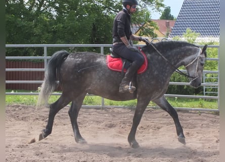 Schweres Warmblut, Wallach, 5 Jahre, 158 cm, Apfelschimmel