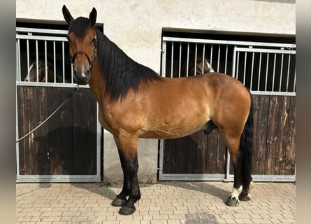 Schweres Warmblut Mix, Wallach, 5 Jahre, 160 cm, Brauner
