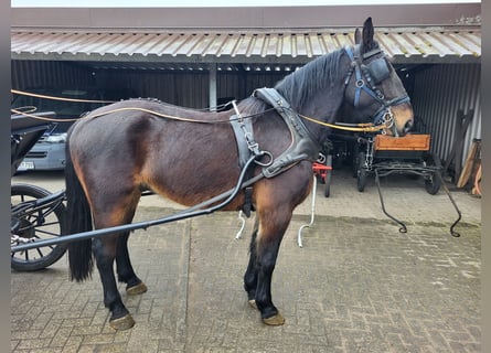 Schweres Warmblut, Wallach, 5 Jahre, 168 cm, Dunkelbrauner