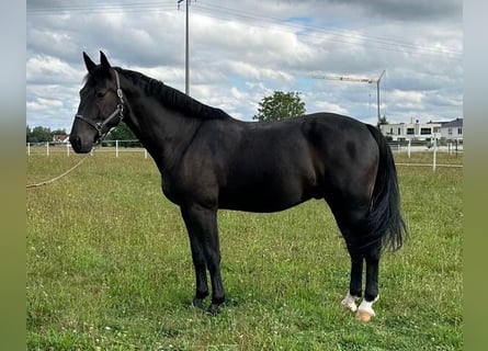 Schweres Warmblut, Wallach, 5 Jahre, 170 cm, Rappe