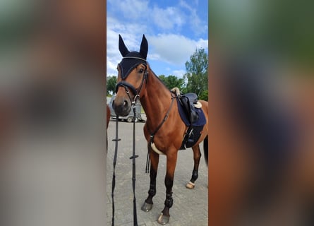 Schweres Warmblut, Wallach, 5 Jahre, 172 cm, Fuchs