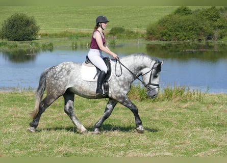 Schweres Warmblut, Wallach, 6 Jahre, 162 cm, Schimmel