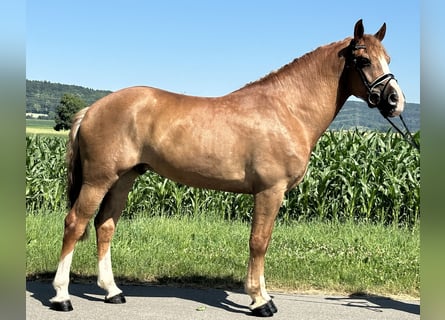 Schweres Warmblut, Wallach, 7 Jahre, 165 cm, Fuchs
