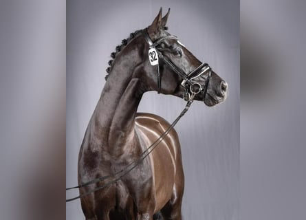Westfaliano, Semental, 7 años, 170 cm, Morcillo