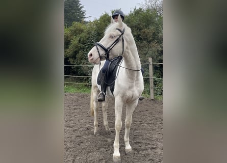 Sella Italiano, Caballo castrado, 7 años, 157 cm, Cremello