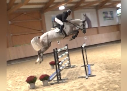 Sella Italiano, Caballo castrado, 7 años, 172 cm, Tordo