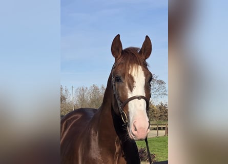 Sella Italiano, Castrone, 4 Anni, Sauro