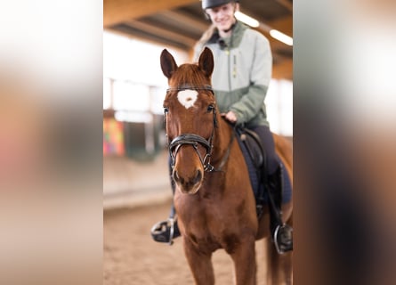 Sella Italiano Mix, Gelding, 11 years, 15.2 hh, Chestnut-Red