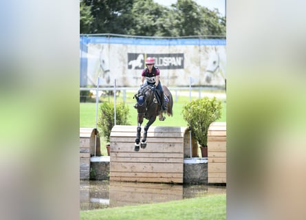 Sella Italiano, Gelding, 12 years, 16 hh, Bay-Dark