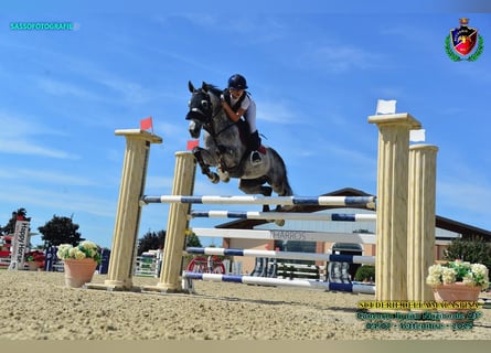 Sella Italiano, Gelding, 15 years, 14,2 hh, Grey