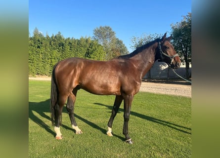 Sella Italiano, Gelding, 4 years, 16.3 hh, Bay-Dark