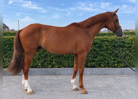 Sella Italiano, Gelding, 5 years, 17 hh, Chestnut-Red