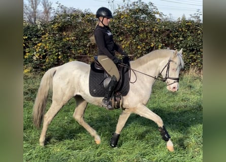 Sella Italiano, Gelding, 8 years, 15,1 hh, Cremello