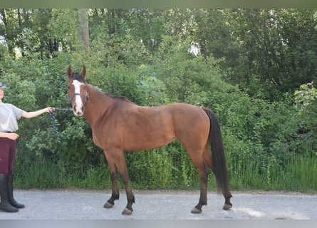 Sella Italiano, Giumenta, 11 Anni, 146 cm, Baio
