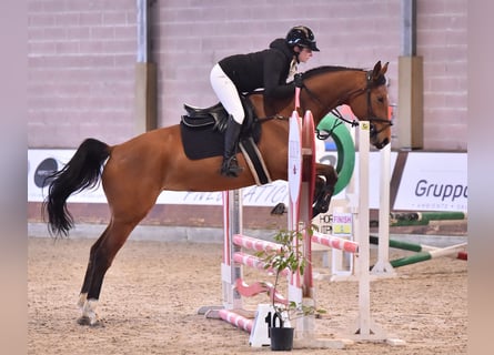 Sella Italiano, Giumenta, 5 Anni, Baio chiaro