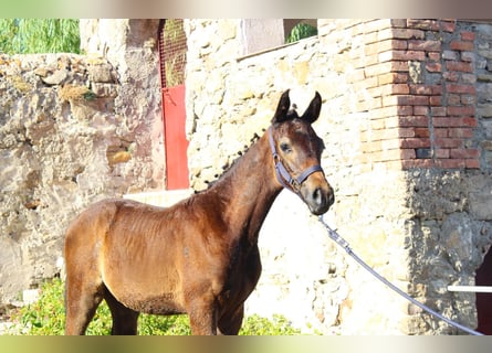 Sella Italiano, Hengst, Veulen (05/2025), Donkerbruin