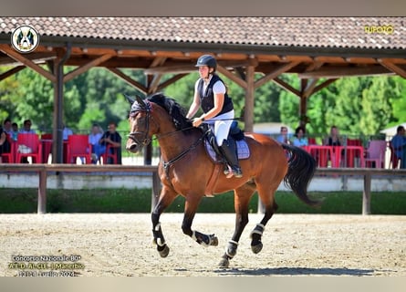 Sella Italiano, Klacz, 9 lat, 171 cm, Gniada