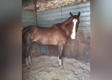 Sella Italiano Mix, Mare, 13 years, 16 hh, Chestnut-Red