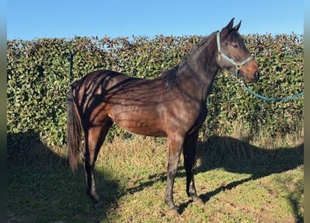Sella Italiano, Mare, 2 years, 16.1 hh, Brown