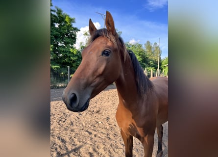 Sella Italiano, Mare, 4 years, 16.1 hh, Brown