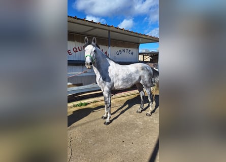 Sella Italiano Mix, Mare, 7 years, 15.1 hh, Grey