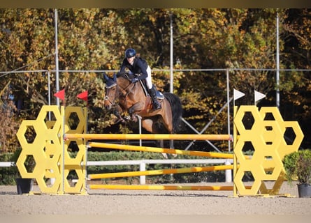 Sella Italiano, Mare, 9 years, 16.1 hh, Brown