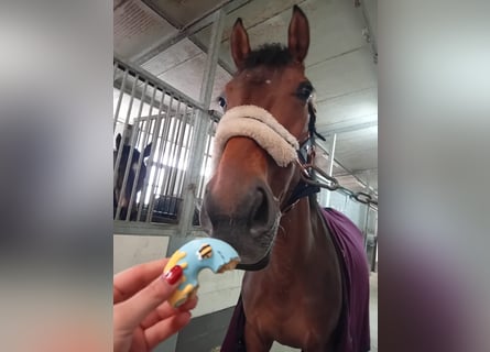 Sella Italiano, Merrie, 6 Jaar, 165 cm, Bruin