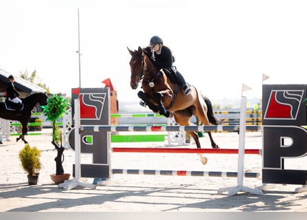 Sella Italiano, Merrie, 6 Jaar, 168 cm, Bruin